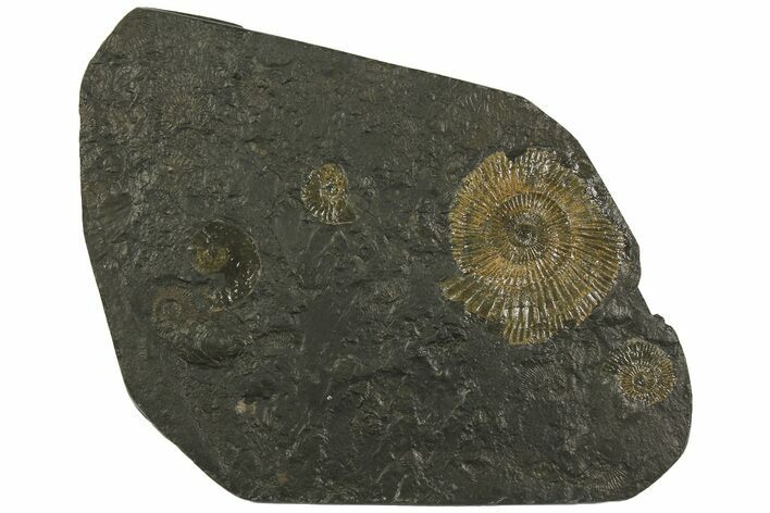 Dactylioceras Ammonite Cluster - Posidonia Shale, Germany #180327